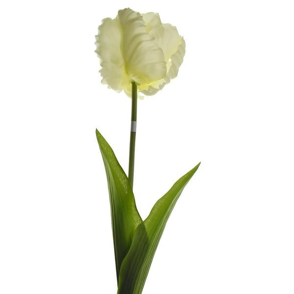 Cream Parrot Tulip Stem