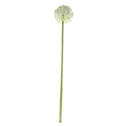 White Allium Single Stem