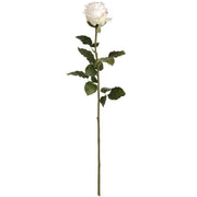 Traditional White Rose